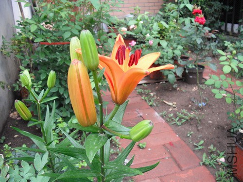 DSCF2143.JPG