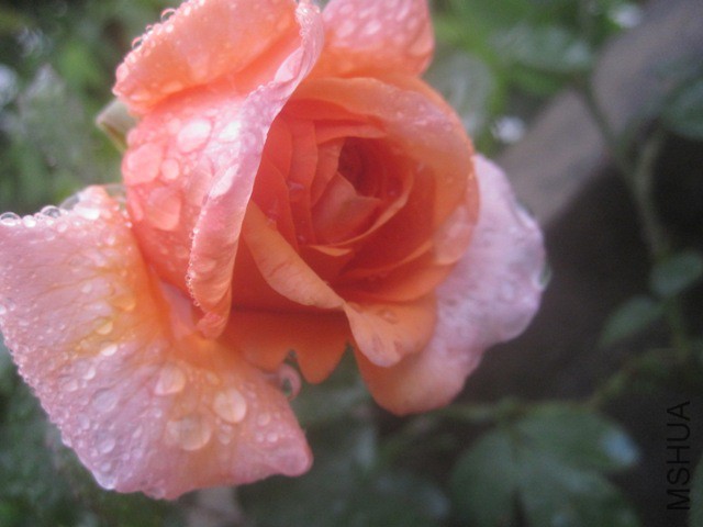 ��Ƭ 6904635.jpg