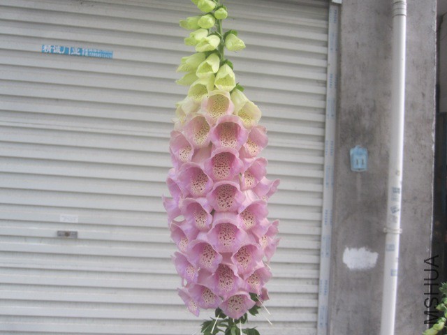 ��Ƭ 6904656.jpg