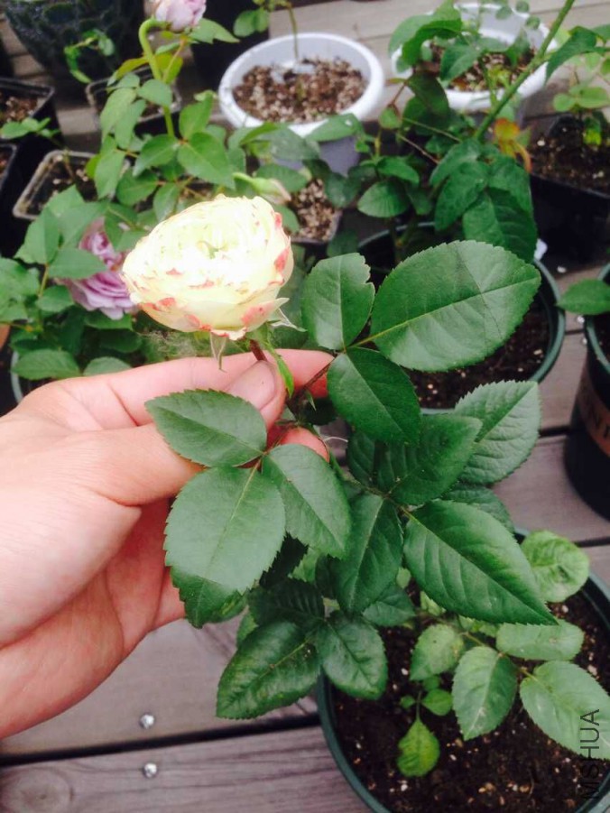 ���� �ҵ�����