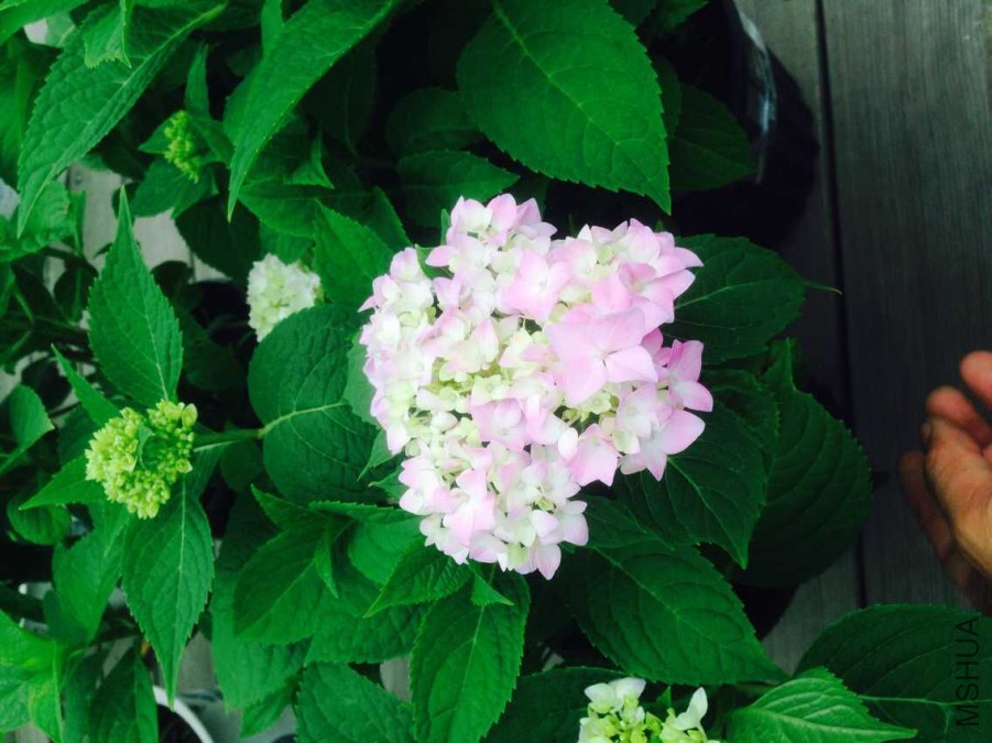 �ҵ��޾���