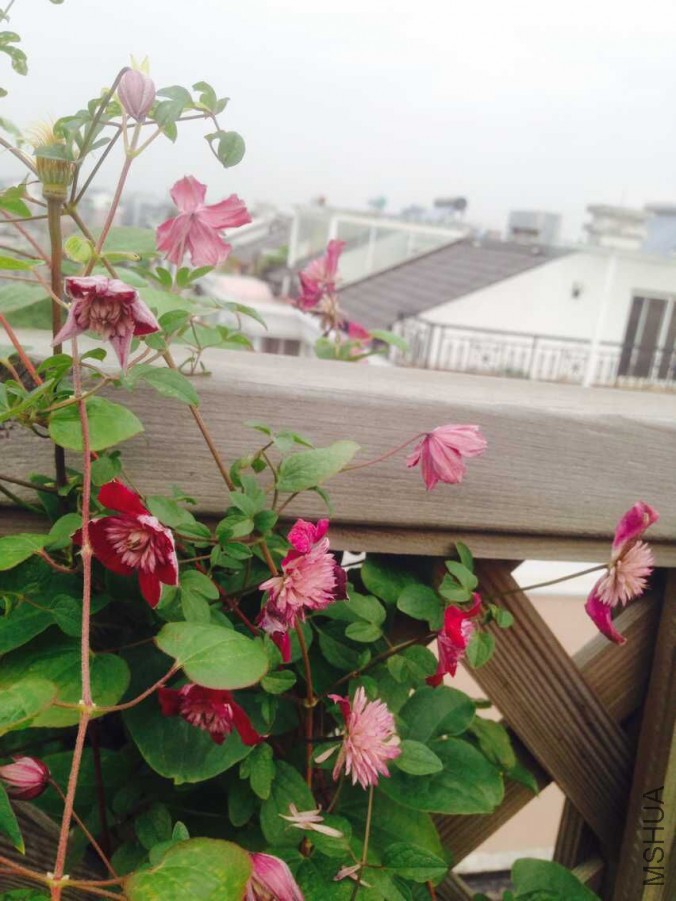 ǰ������