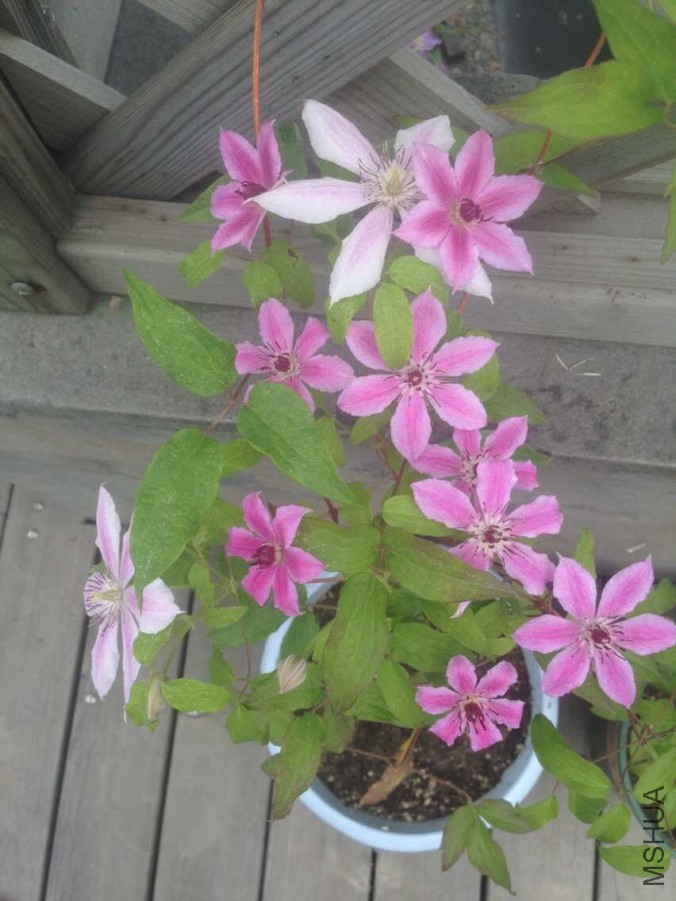 Ŷ����ʢ��