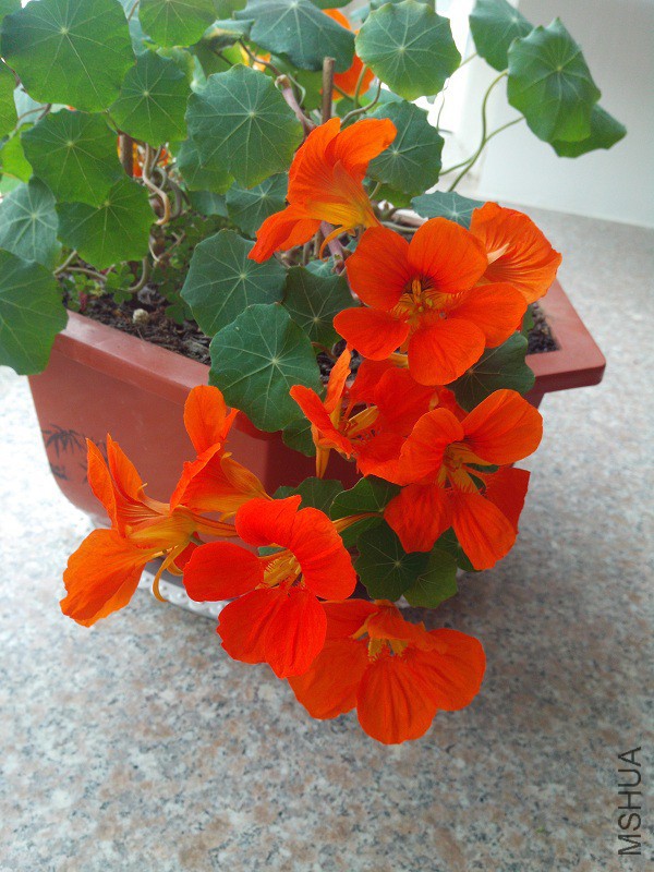 IMG_20150421_092446 - ����.jpg