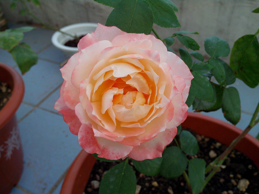 IMG_20150704_082345.jpg