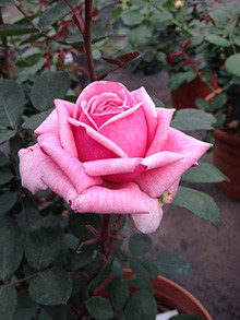 IMG_0321.JPG
