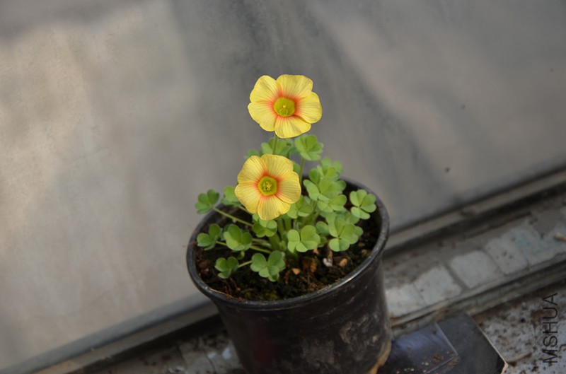 ������ (3).JPG