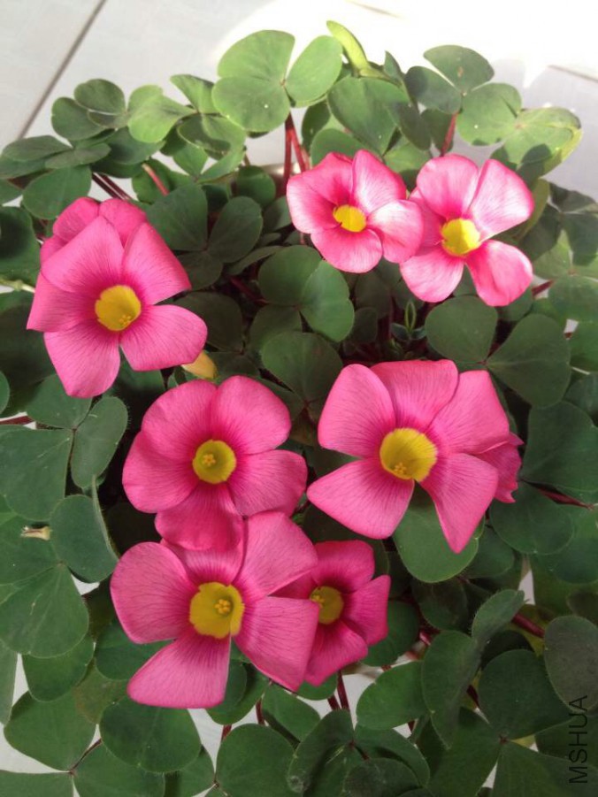 ipad��Ƭ 027.jpg