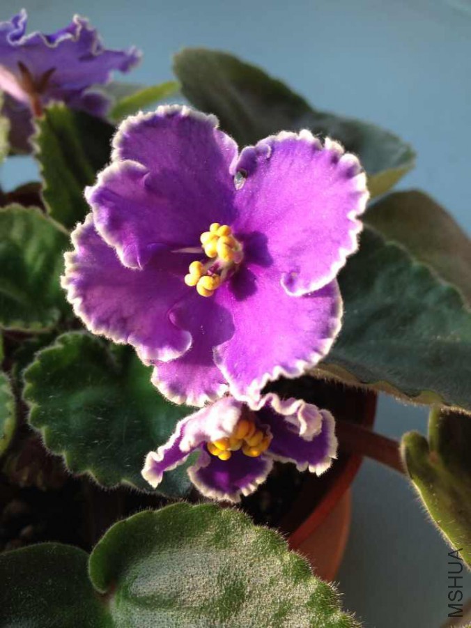 ipad��Ƭ 028.jpg