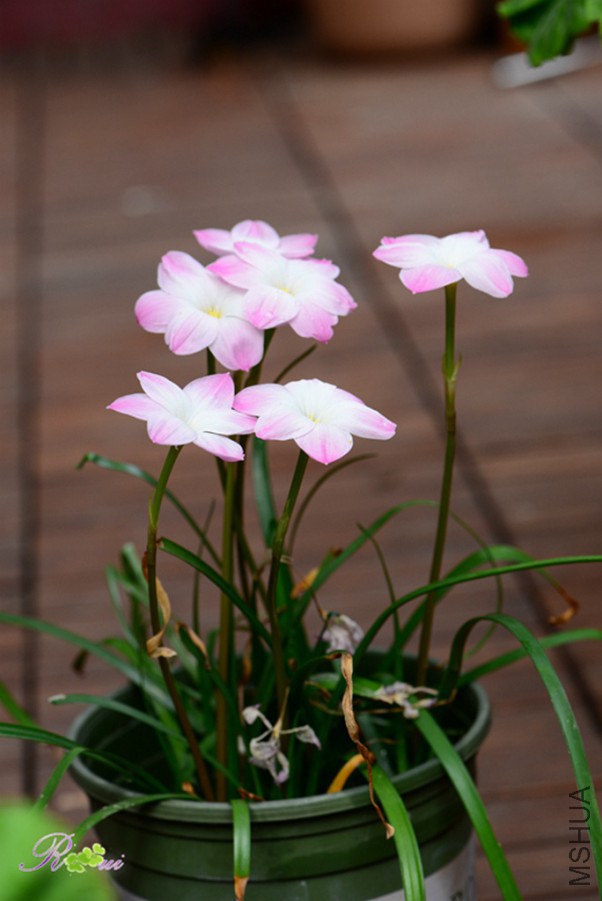DSC_9639.jpg