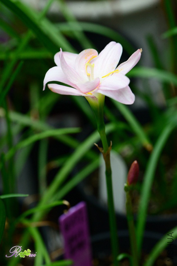 DSC_9724.jpg