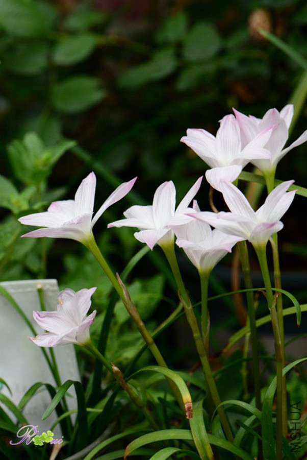 DSC_9732.jpg