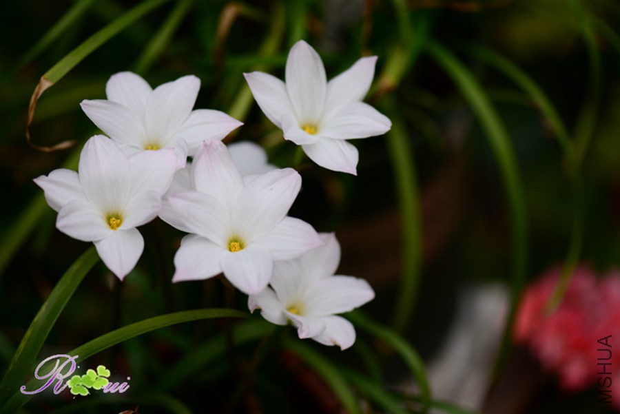 DSC_9696.jpg