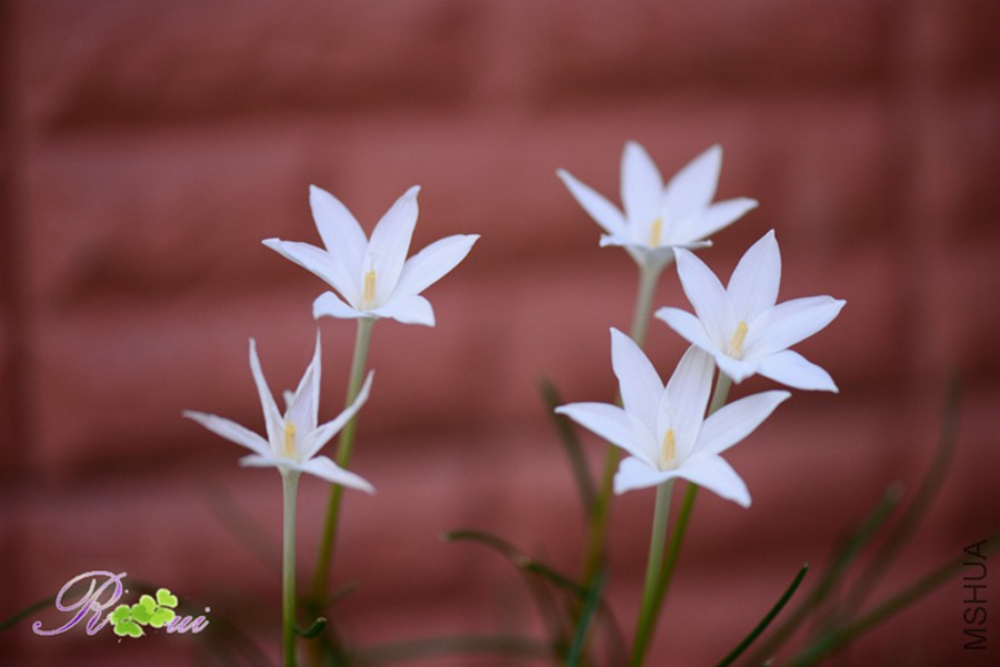 DSC_9864.jpg