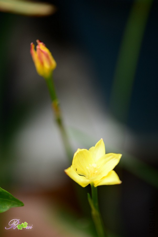 DSC_9838.jpg
