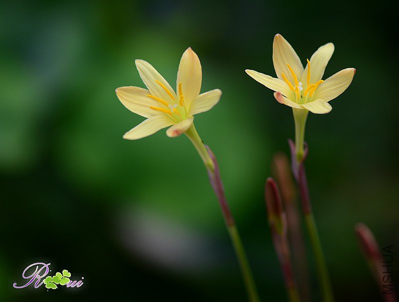 DSC_5559_����.jpg