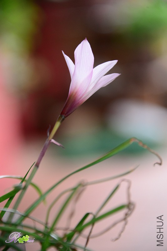 DSC_5181.jpg