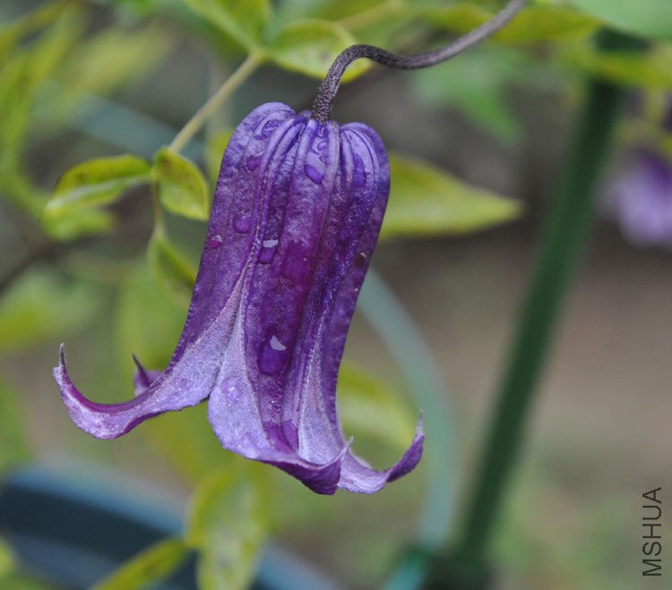 DSC_9936.jpg