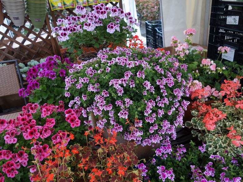 ������С DSC01822.JPG