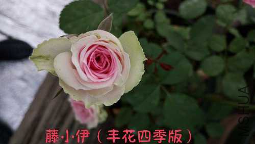 IMG_20150725_071705.JPG