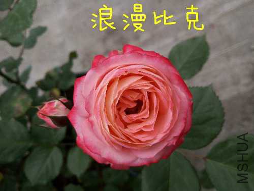 IMG_20150725_072313.JPG