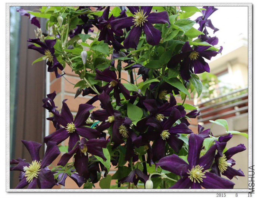 2015081806.jpg
