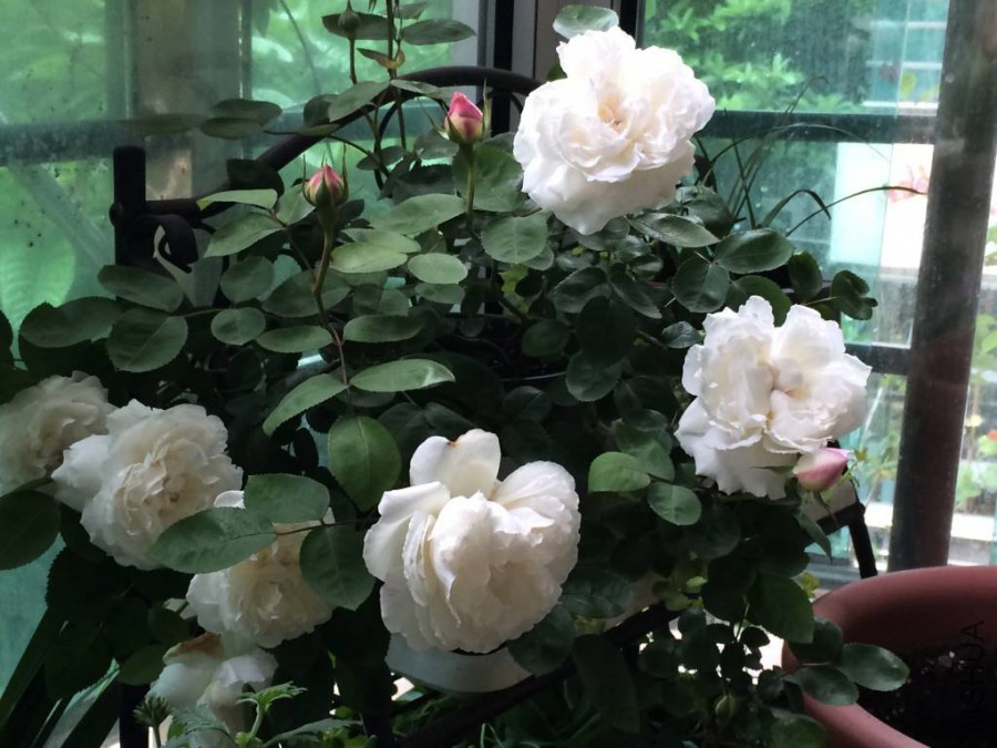 ����ķ˹�Ǳ� (1)_1024_768_70.jpg