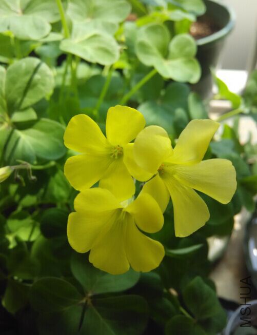 ����ɶƷ��