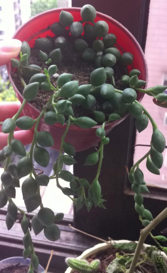 �����������ɴ���