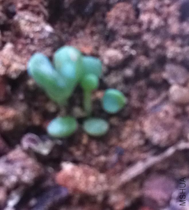 ҶƬ�������ģ�ĸ���ڻ���