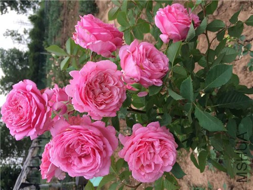 ��ӭ ǿ����໨�ٱ� �Ƽ� ����ǳ���.jpg