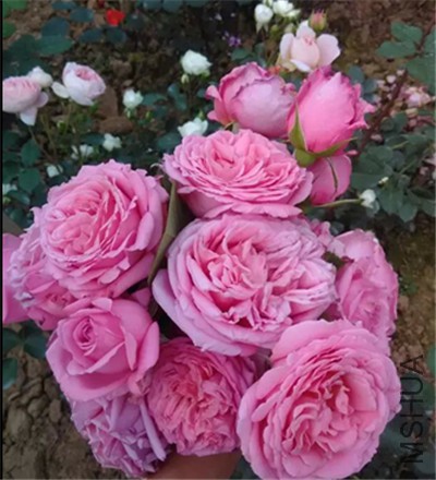 ��ӭ5.jpg