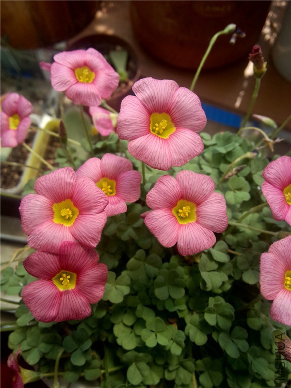 OB ROSE_����.jpg