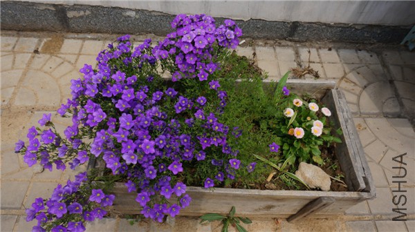 ���� DSC02903.jpg