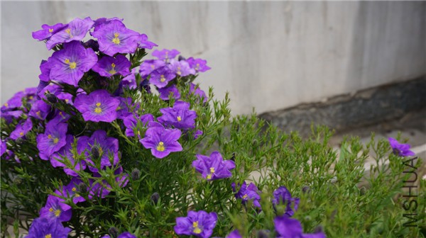 ���� DSC02902.jpg