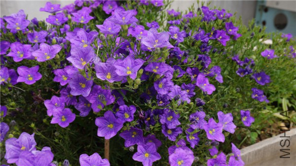 ���� DSC02901.jpg