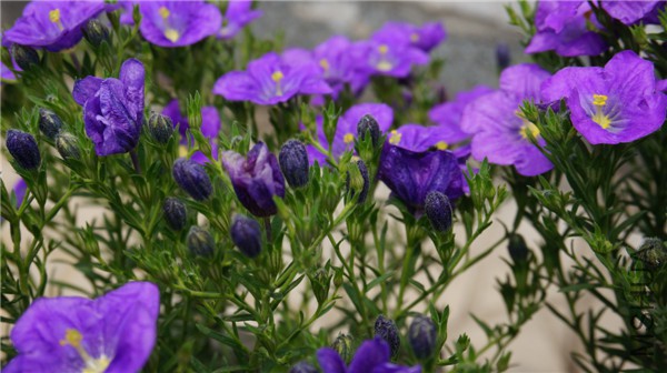 ���� DSC02906.jpg