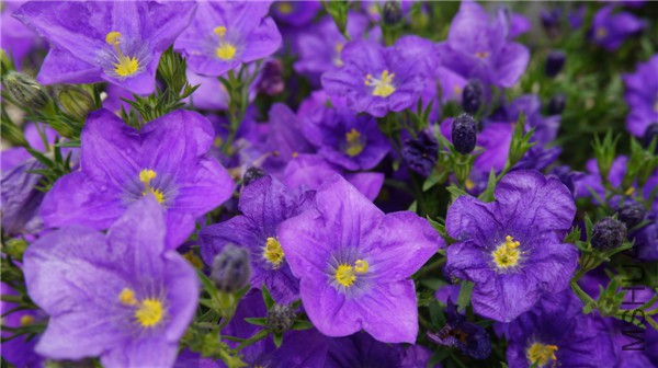 ���� DSC02905.jpg