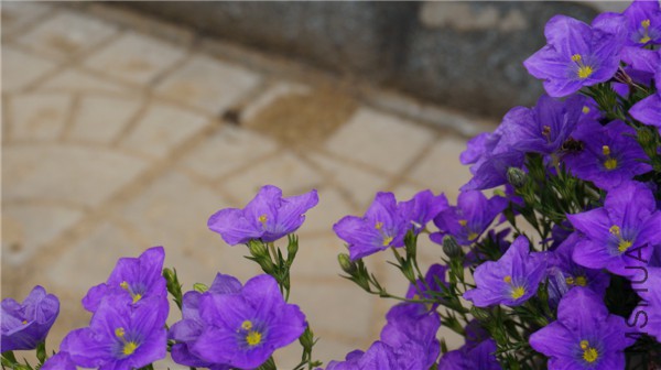 ���� DSC02909.jpg