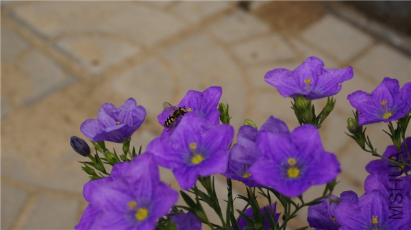 ���� DSC02908.jpg