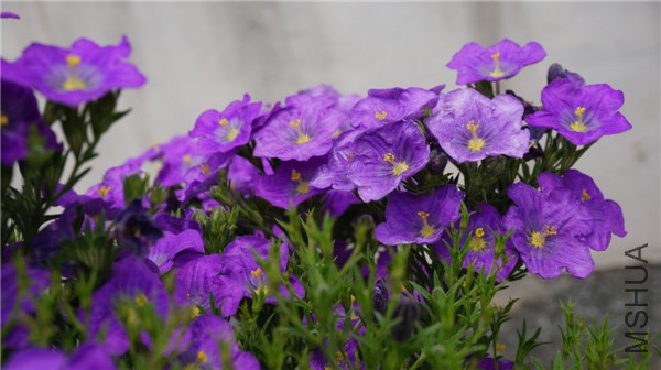 ���� DSC02907.jpg