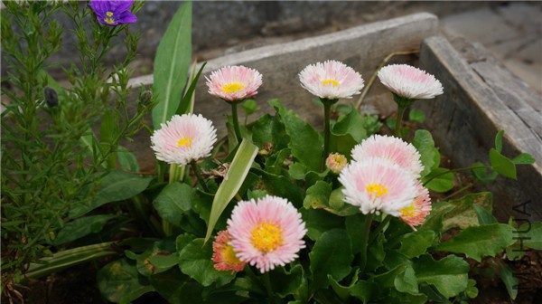 ���� DSC02910.jpg