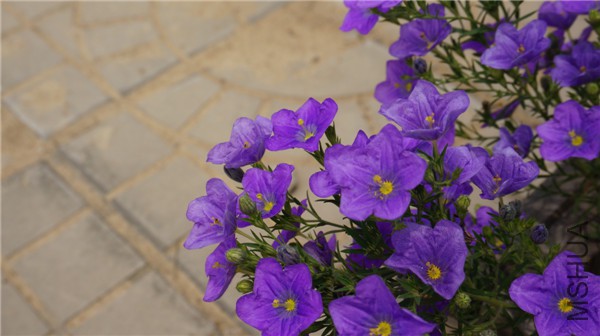 ���� DSC02912.jpg