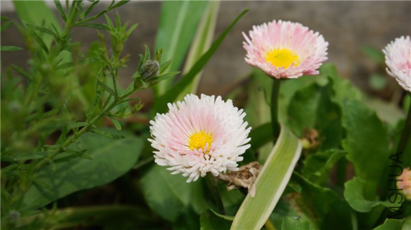 ���� DSC02911.jpg