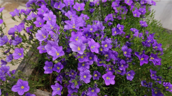 ���� DSC02913.jpg