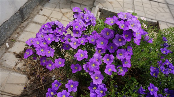 ���� DSC02915.jpg