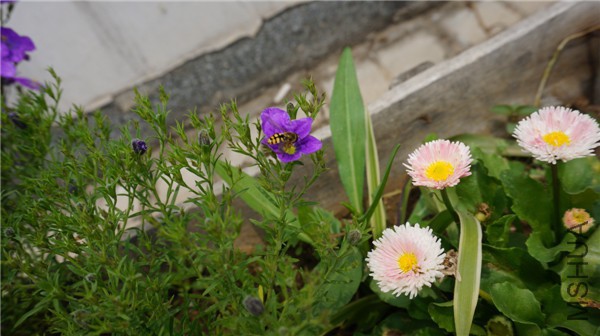 ���� DSC02914.jpg