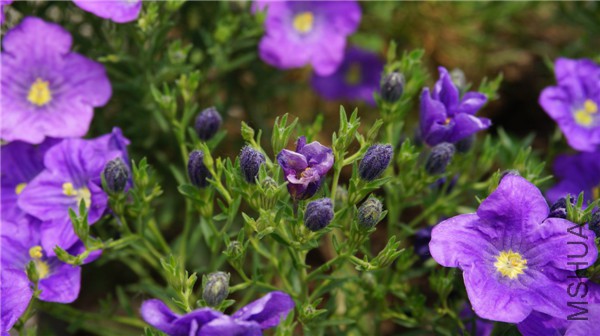 ���� DSC02917.jpg