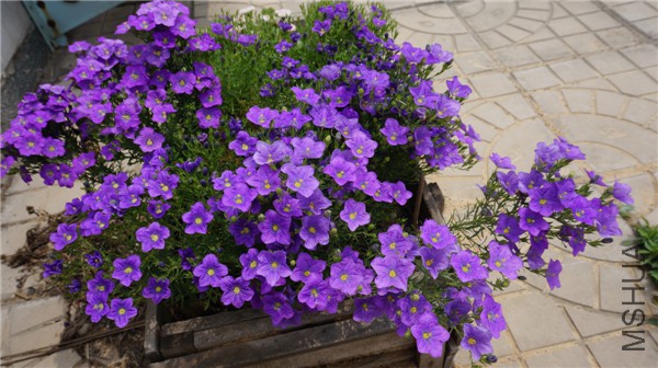 ���� DSC02916.jpg