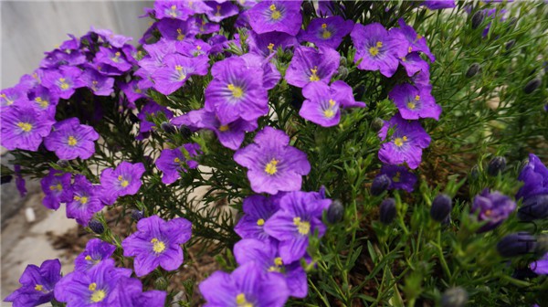 ���� DSC02918.jpg